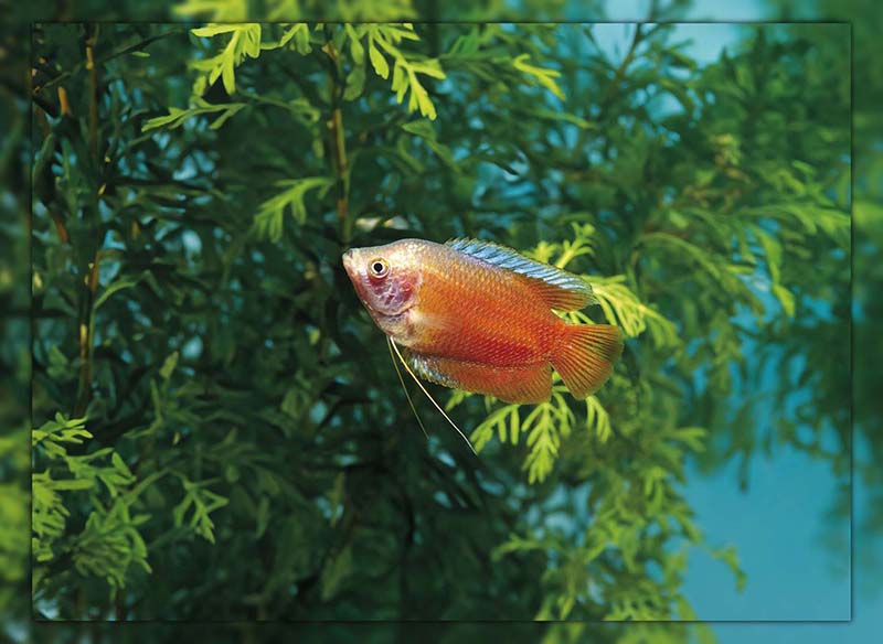 gourami fish lifespan 