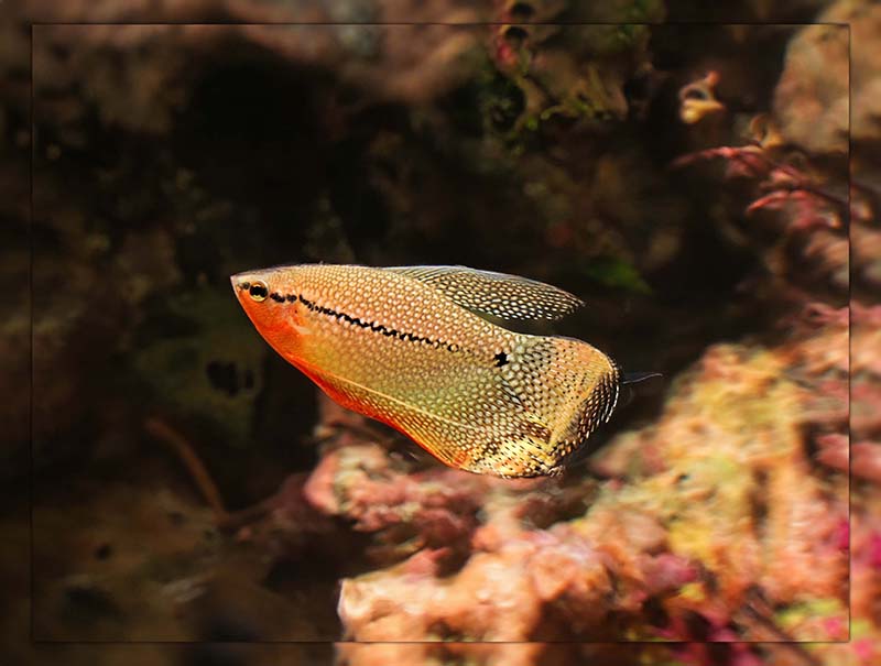 how long do gourami fish live 