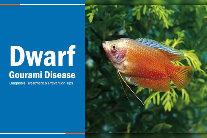 dwarf gourami disease