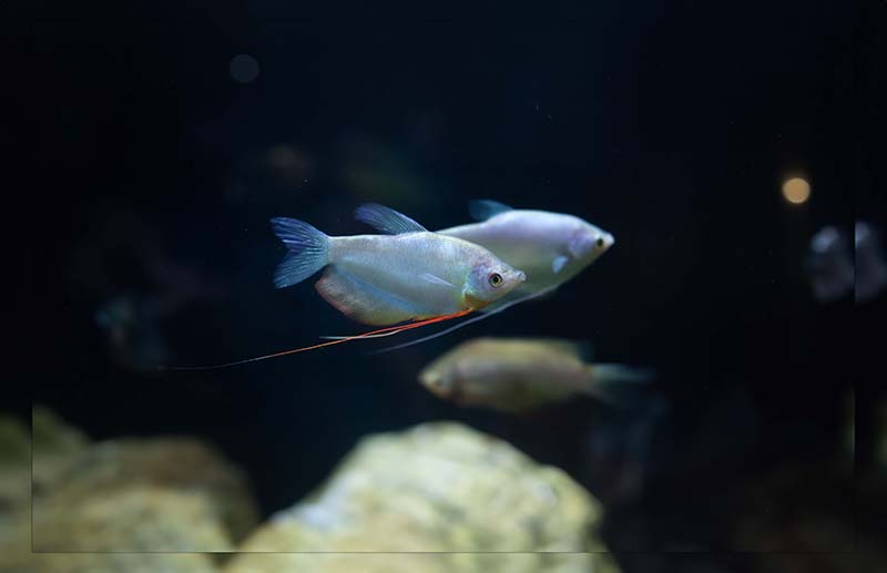 how long do gourami fish live for 